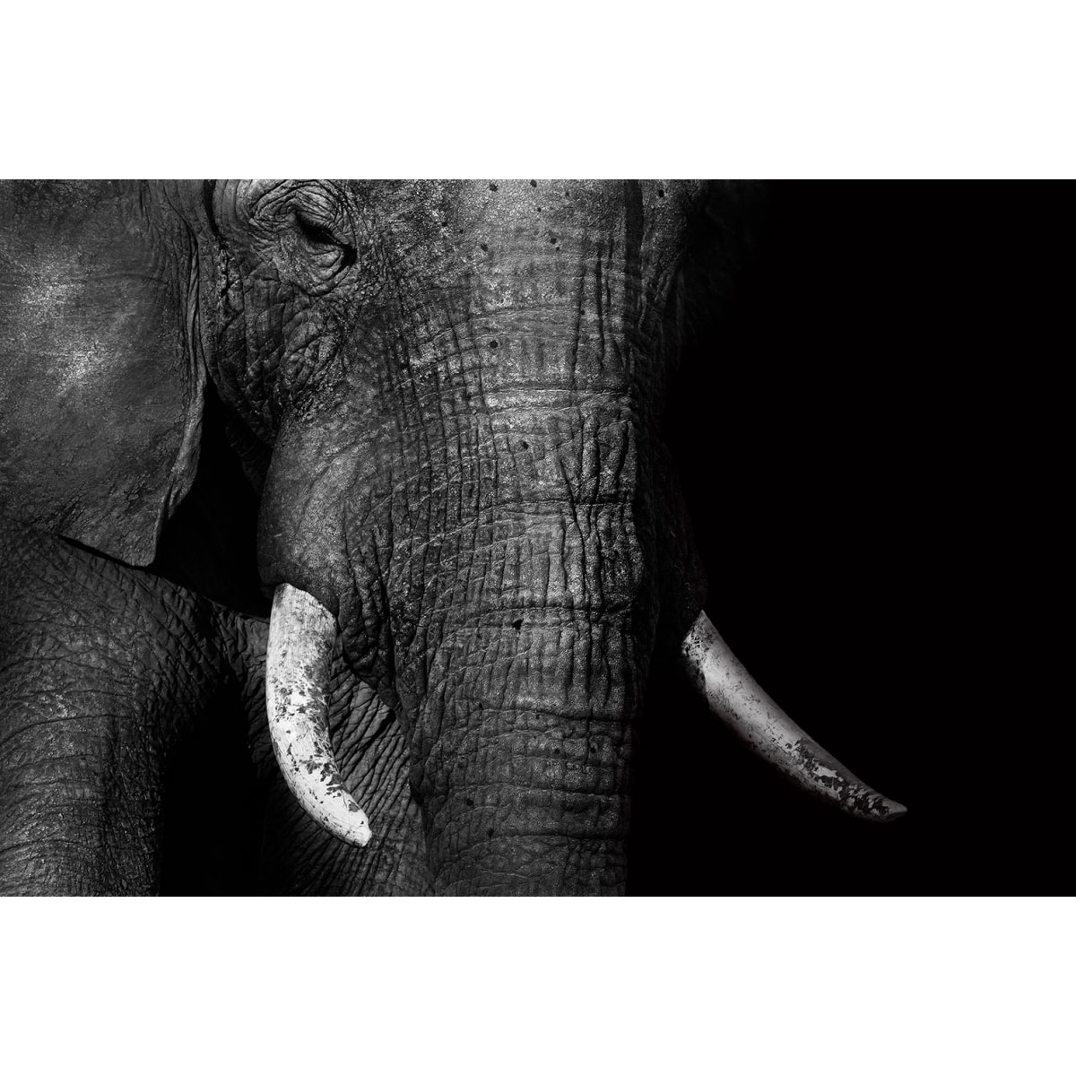 Tableau animaux elephant loxodonta africana Tableau alu Dibond