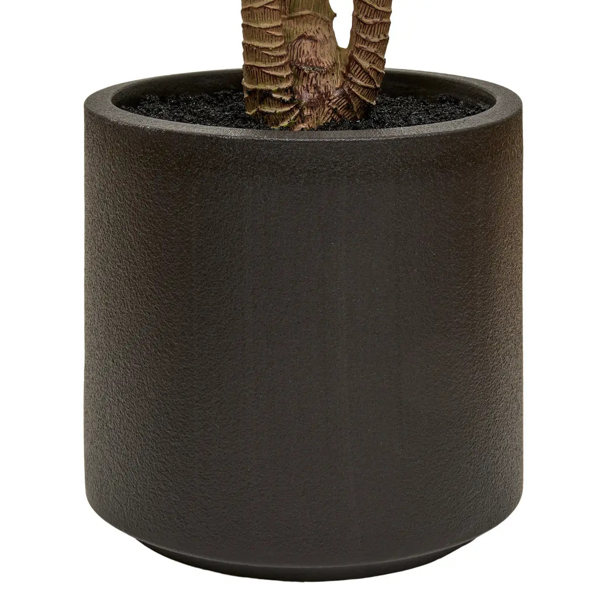 Dracena rouge Edi H.180cm avec pot