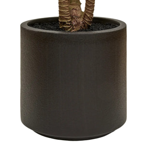 Dracena rouge Edi H.180cm avec pot