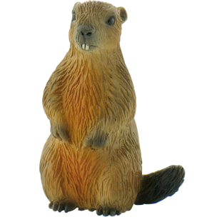 Marmotta