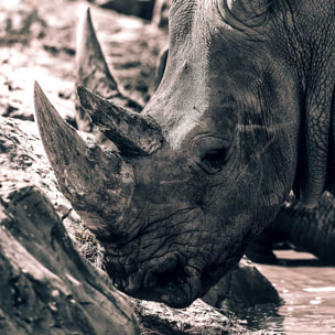 Affiche rhinoceros Affiche sous cadre noir