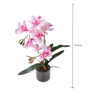 Orchidea Cymbidium Con 2 Diramazioni In Vaso. Altezza 50 Cm - Pezzi 1 - 25X50X25cm - Colore: Rosa - Bianchi Dino - Piante Artificiali