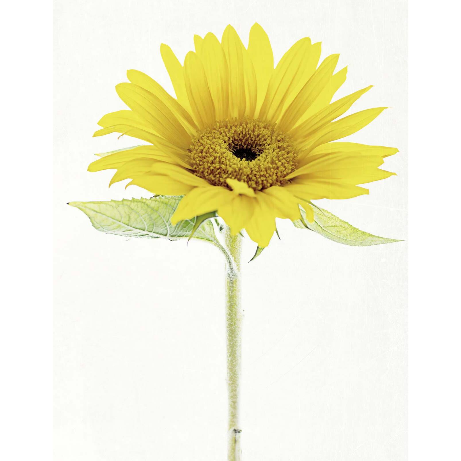 Papier peint fleur de tournesol Intissé