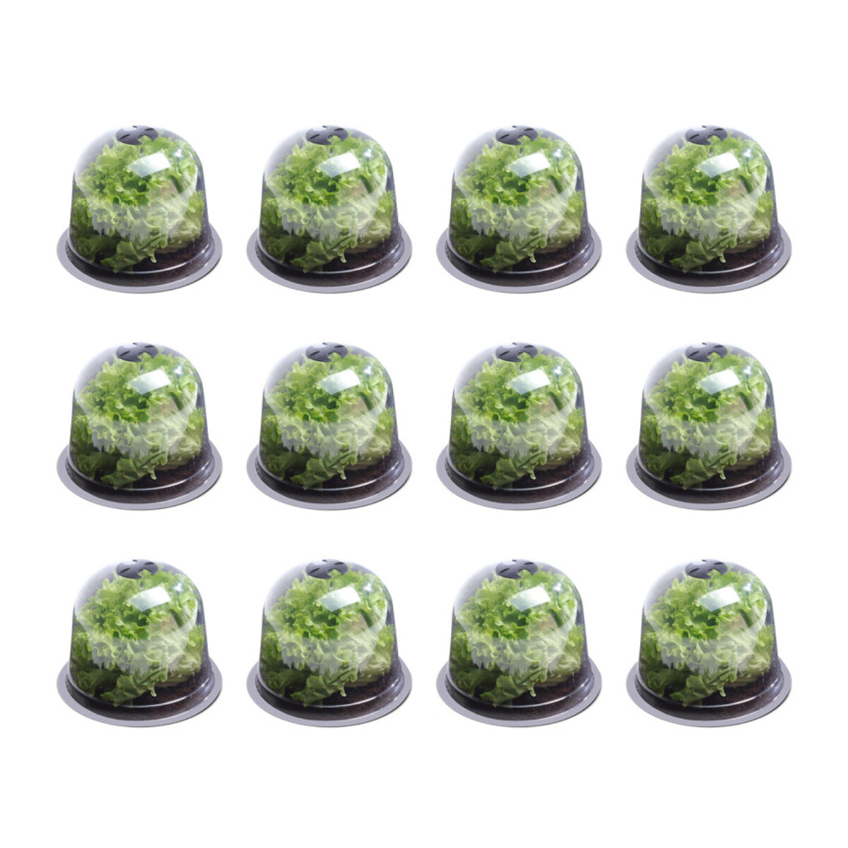 Cloches à salade - lot de 12