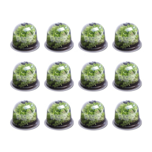 Cloches à salade - lot de 12