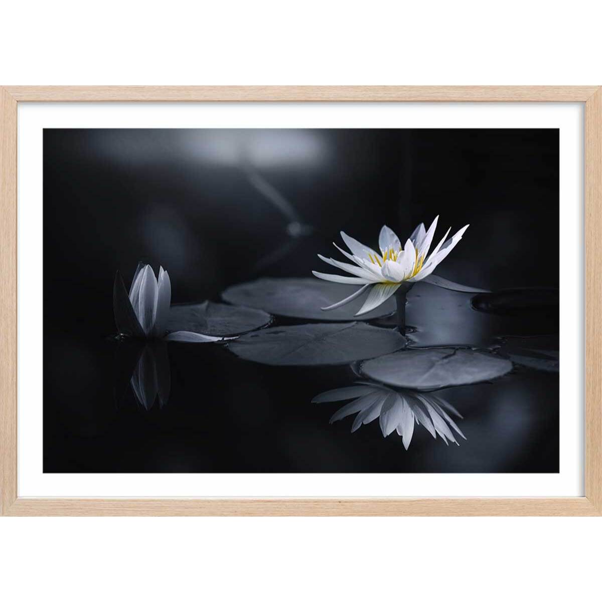 Affiche fleurs Alba nénuphar Affiche + cadre en bois - Chêne