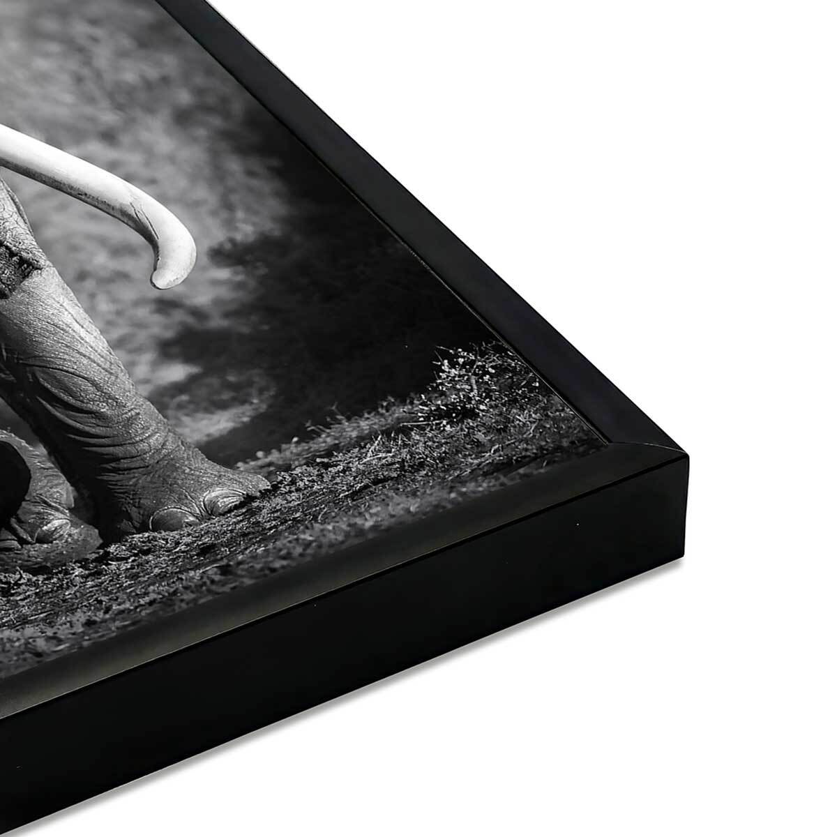 Affiche encadrée éléphant sauvage en noir et blanc Affiche + cadre en métal - Noir