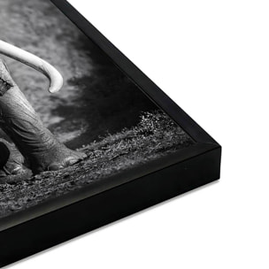 Affiche encadrée éléphant sauvage en noir et blanc Affiche + cadre en métal - Noir