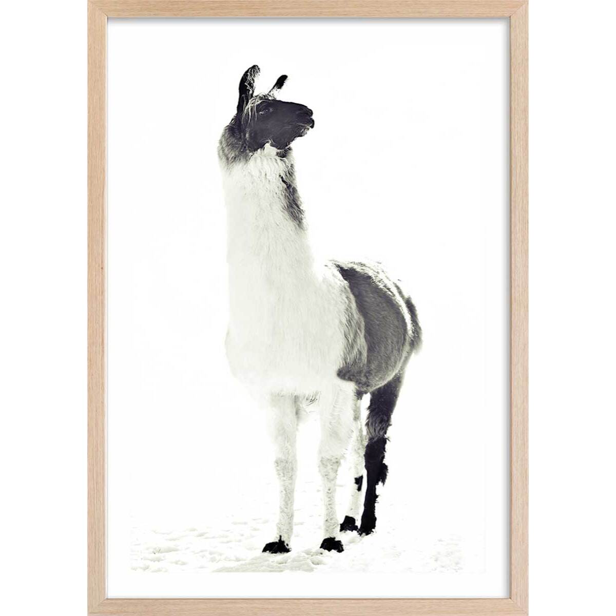 Affiche enfant noir et blanc Affiche + cadre en bois - Chêne