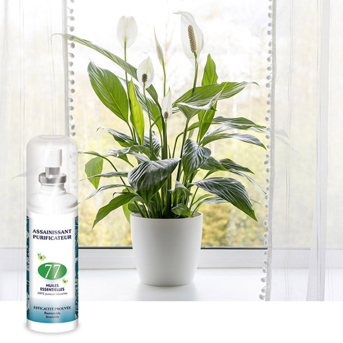 NUTRI EXPERT - BRUM'AROMA - Spray Assainissant aux 77 Huiles Essentielles - 100% Pures & Naturelles - Assainit et Purifie l'air - Aérosol de 125ml
