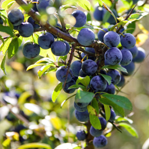 Huile de Soin Prunelle  - Soin Hydratant Corps 75 ml