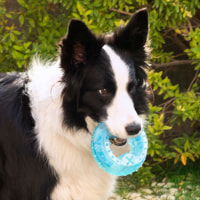 Giocattolo congelabile per animali domestici 2in1 - blu - 12x12x3,5 cm