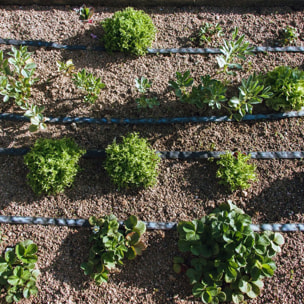 PLANETA HUERTO | Rollo Exudación Garden 25 m – Sistema de Riego Sostenible para Césped y Jardines