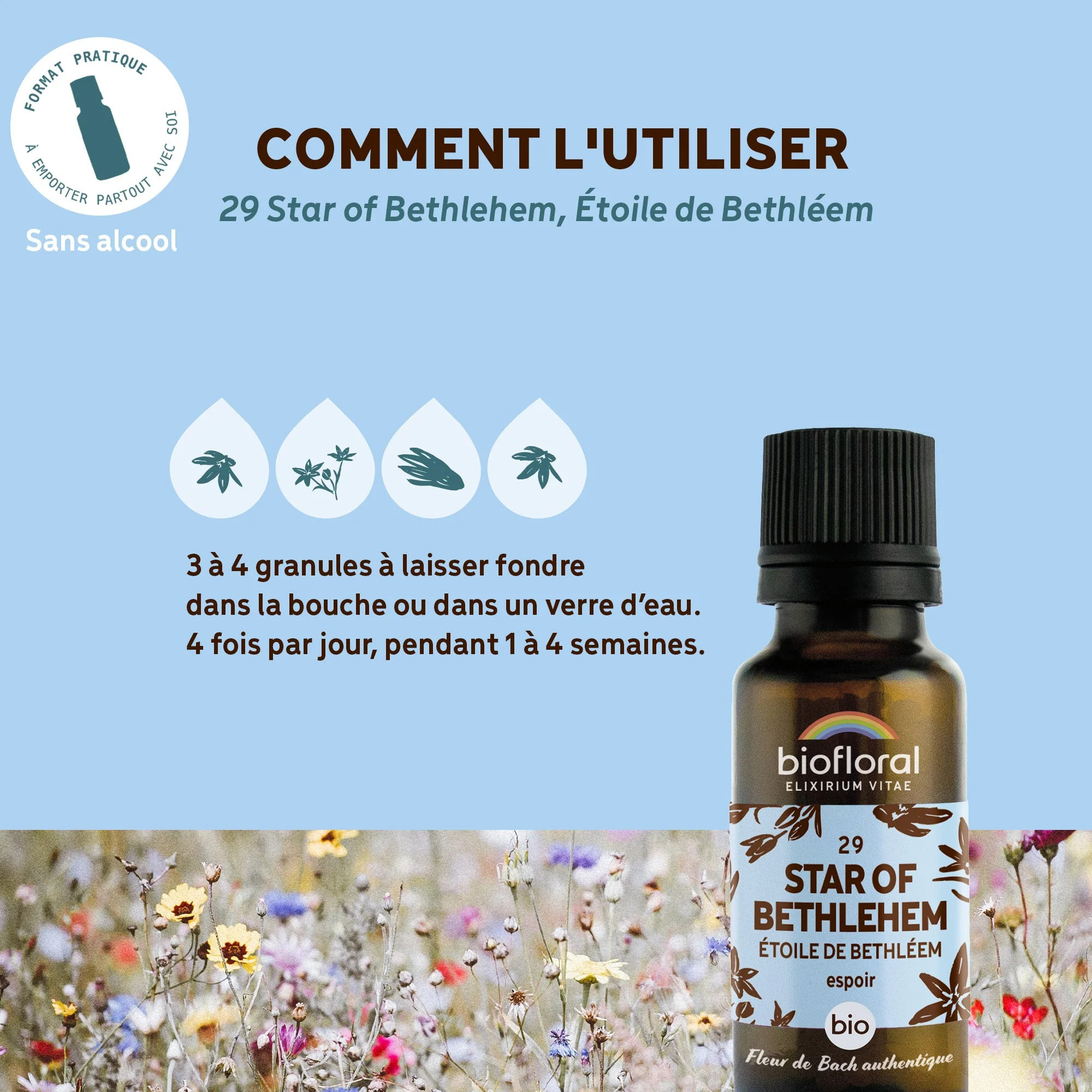 Biofloral - 29 Star of Bethlehem, Étoile de Bethléem - Bio - 19,5 gr