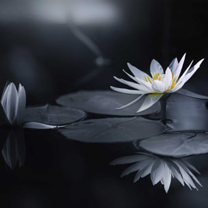 Tableau fleurs Alba nénuphar Tableau alu Dibond