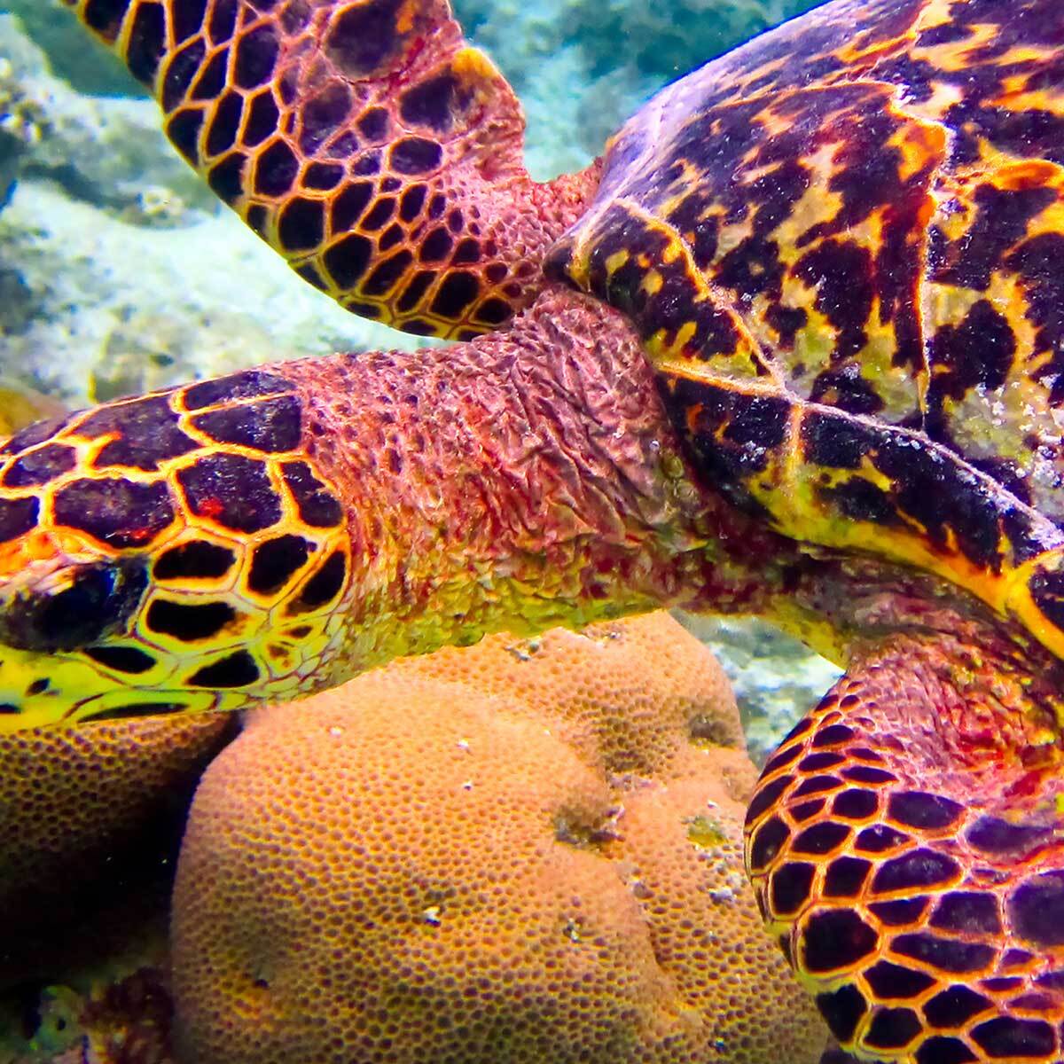 Affiche encadrée tortue marine sous l’eau Affiche + cadre en métal - Noir