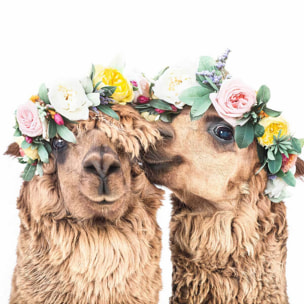 Affiche enfant alpagas bohèmes  Affiche + cadre en bois - Noir