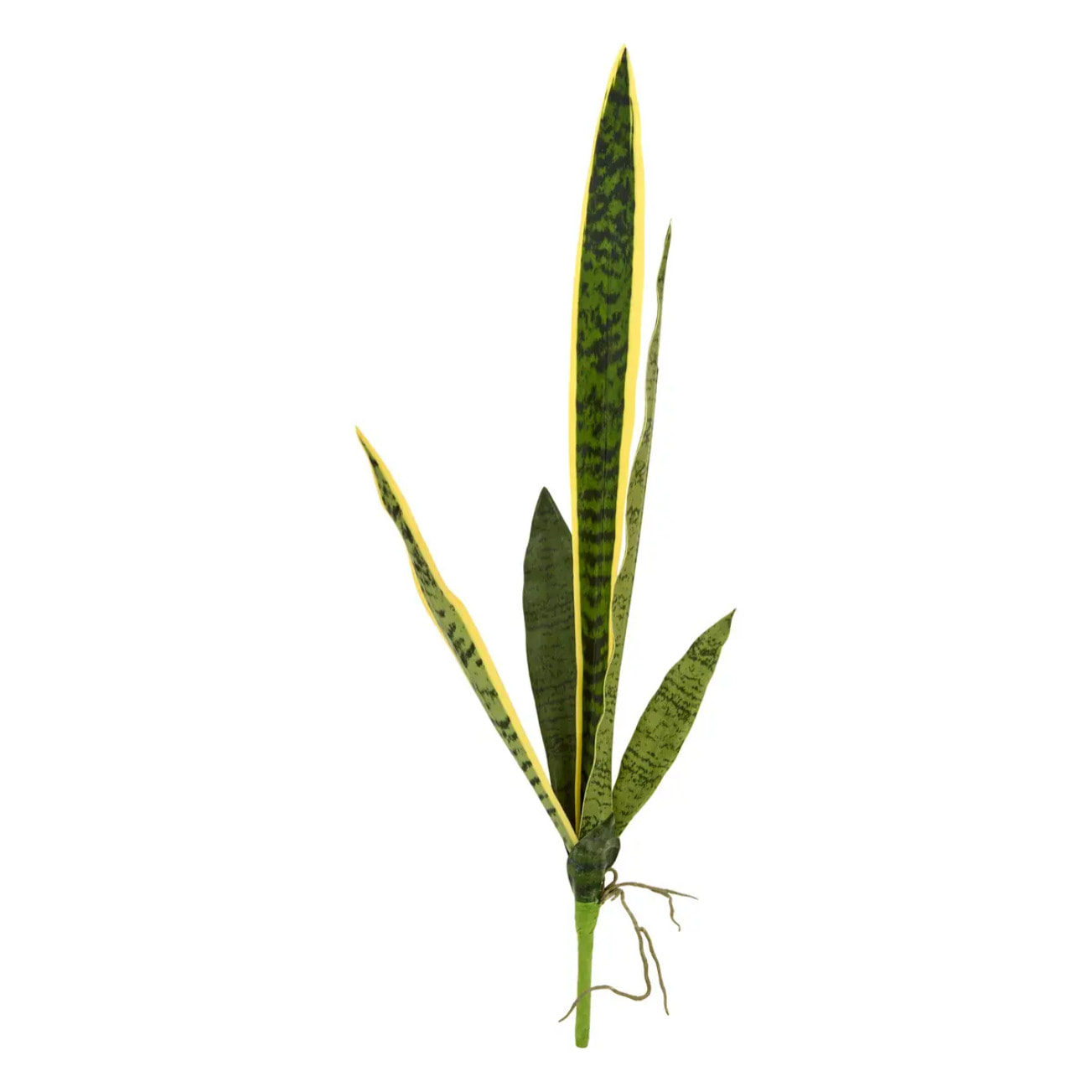 Tige de sansevieria Nippo H.80cm vert