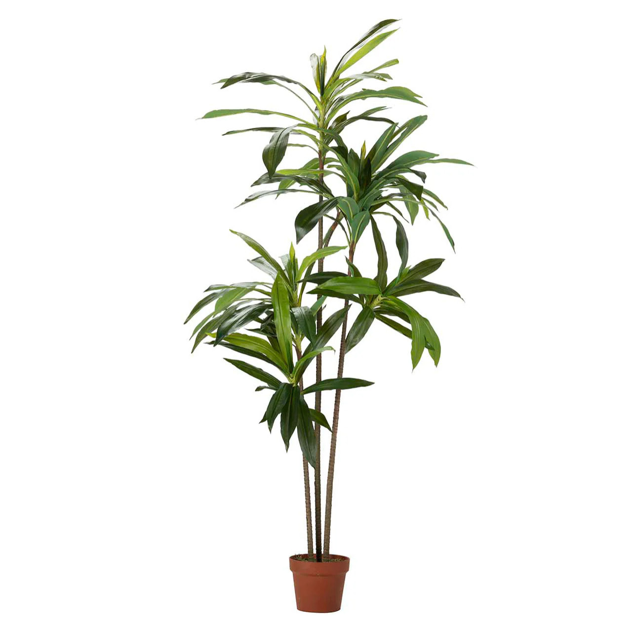 Planta Fragancias Dracaena 70x70x160 Cm