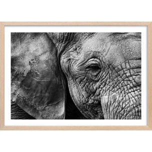 Affiche animaux Peau d'éléphant Affiche + cadre en bois - Chêne