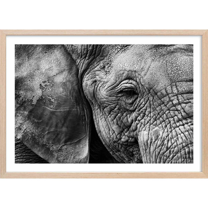 Affiche animaux Peau d'éléphant Affiche + cadre en bois - Chêne