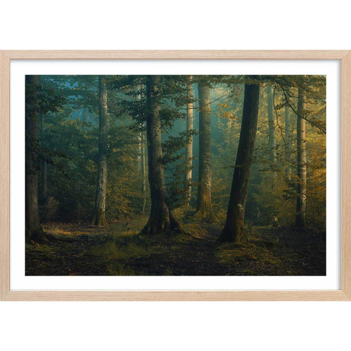Affiche sous-bois en octobre Affiche sous cadre bois