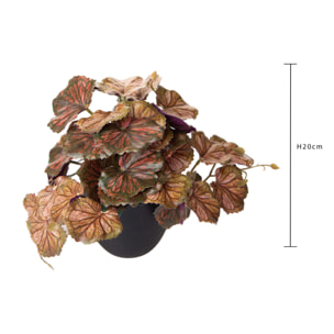 Heuchera In Vaso 20 Cm - Pezzi 4 - 10X20X10cm - Colore: Altro - Bianchi Dino - Piante Verdi In Vaso