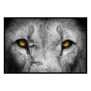 Affiche encadrée regard de loup en gros plan Affiche + cadre en métal - Noir