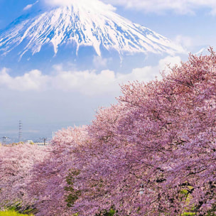 Affiche encadrée mont Fuji et cerisiers en fleurs Affiche + cadre en métal - Noir