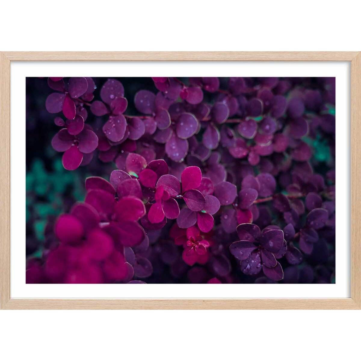 Affiche fleurs de lilas au printemps Affiche + cadre en bois - Chêne