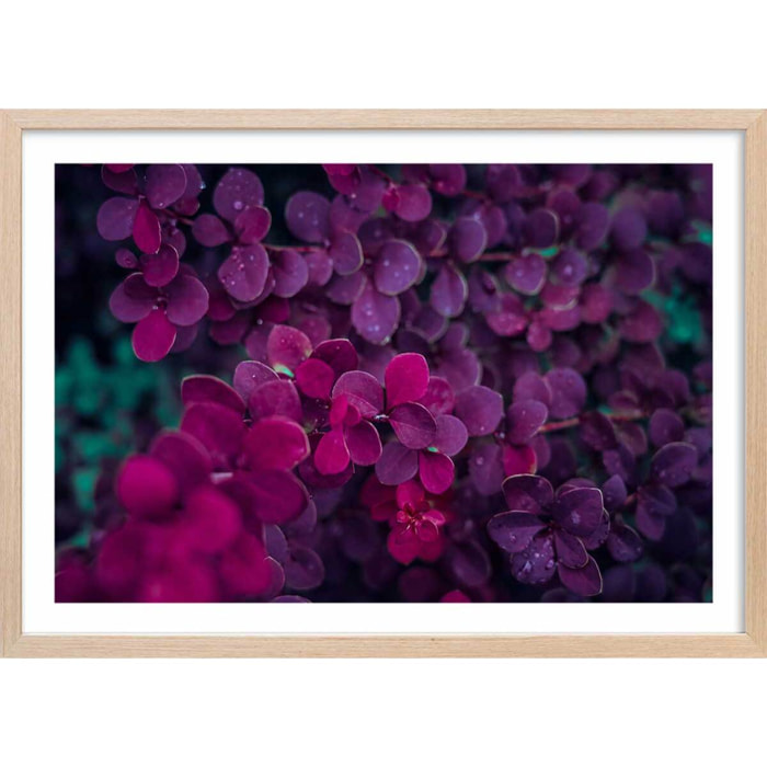 Affiche fleurs de lilas au printemps Affiche + cadre en bois - Chêne