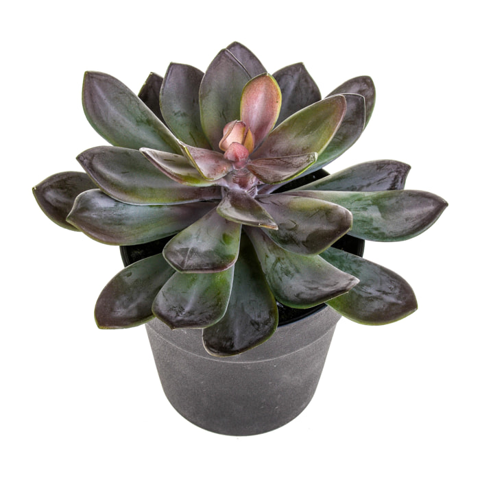 Succulent Con Vaso. Altezza 20 Cm - Pezzi 1 - 22X20X22cm - Colore: Altro - Bianchi Dino - Piante Artificiali