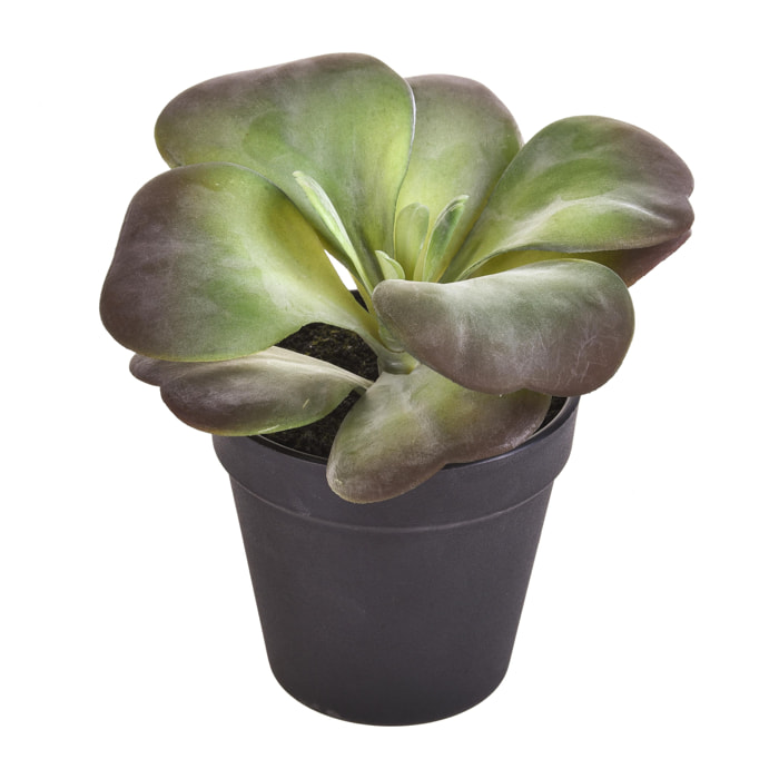 Kalanchoe Succulent Con Vaso. Altezza 16,5 Cm - Pezzi 4 - 16,5X10X16,5cm - Colore: Verde - Bianchi Dino - Piante Artificiali