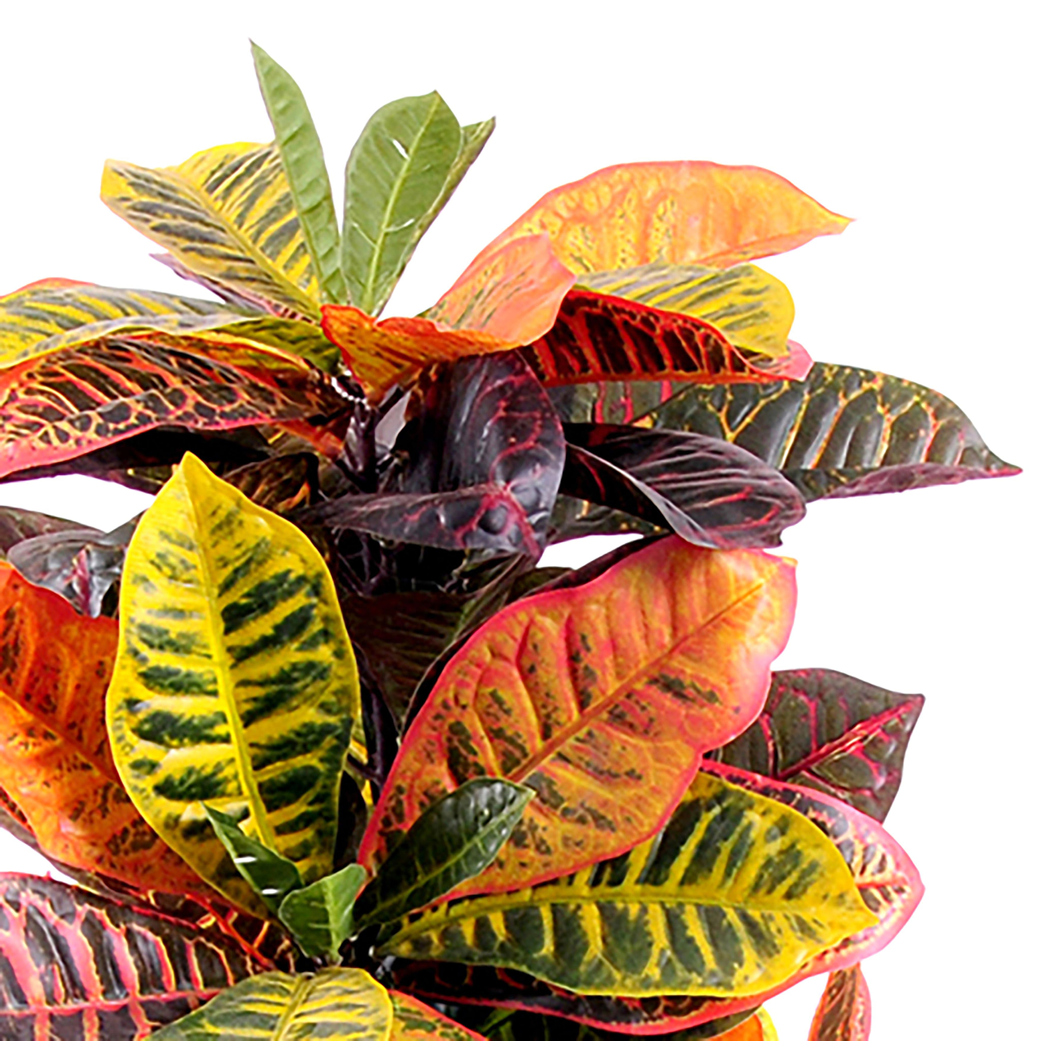 Croton Con Vaso, Composto Da 136 Foglie. Altezza 100 Cm - Pezzi 1 - 60X100X60cm - Colore: Verde - Bianchi Dino - Piante Artificiali