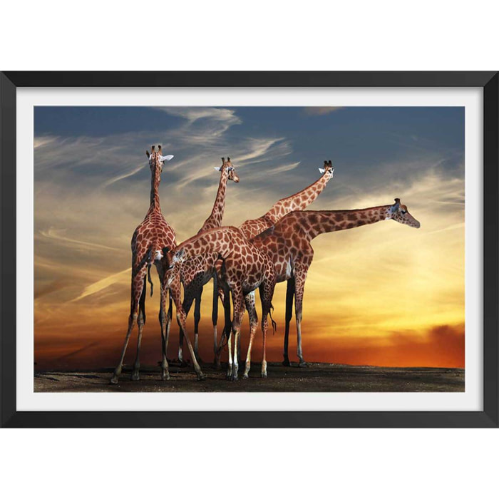 Affiche animaux girafes meeting Affiche + cadre en bois - Noir