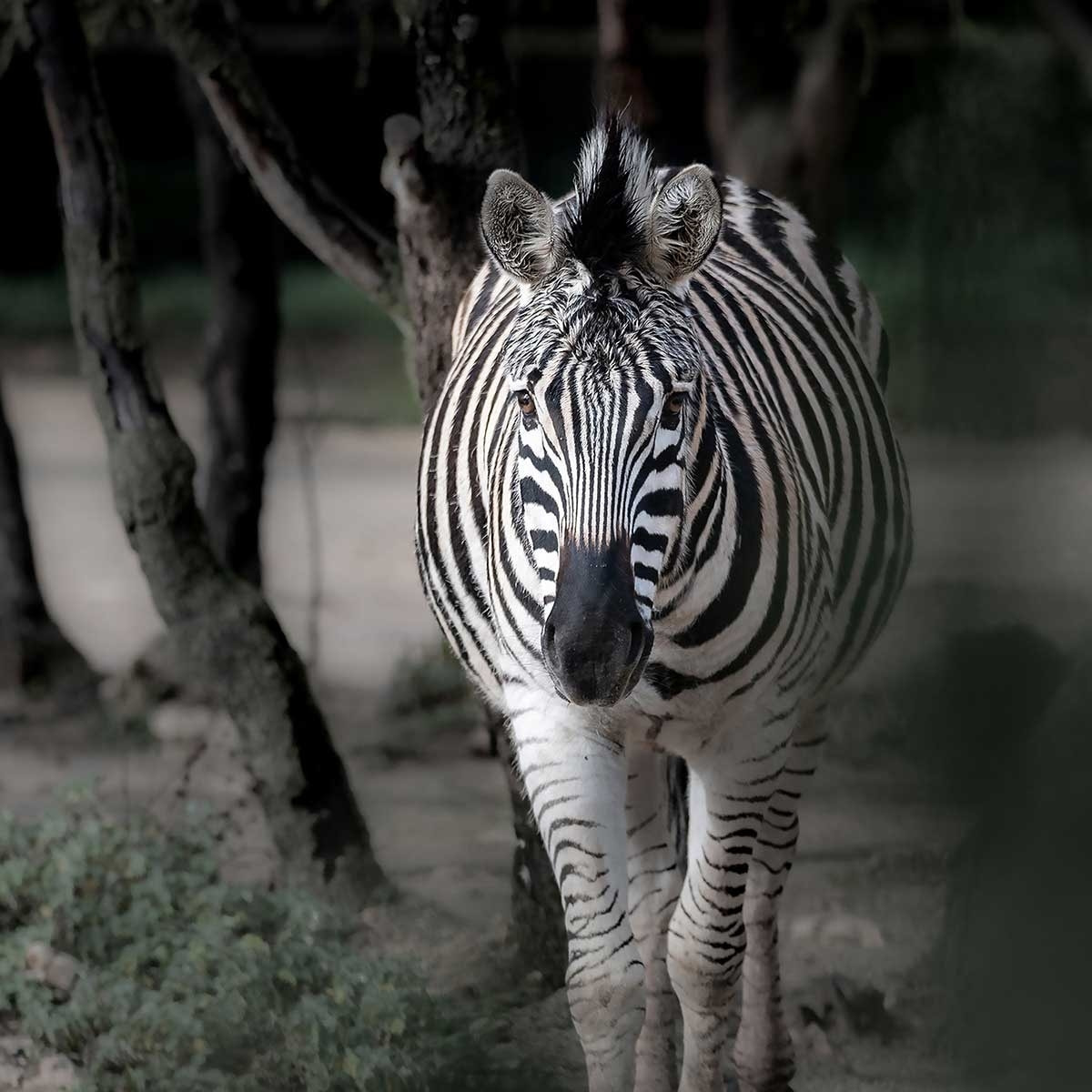 Tableau animaux zèbre en balade Tableau alu Dibond