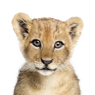 Affiche enfant bébé lionceau  Affiche + cadre en bois - Chêne