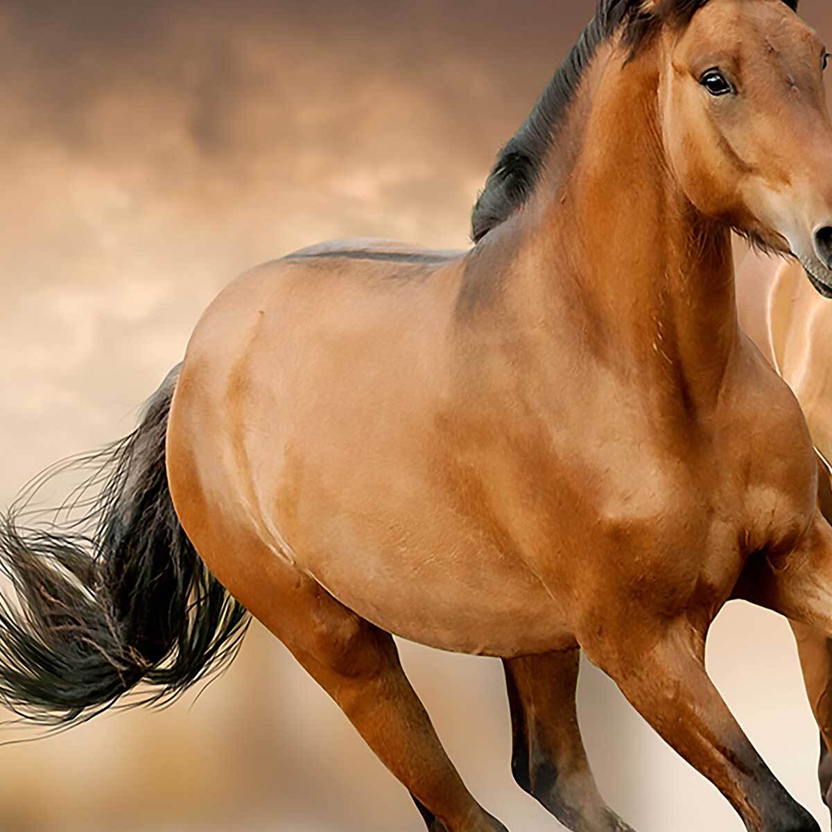 Affiche encadrée chevaux au galop Affiche + cadre en métal - Noir