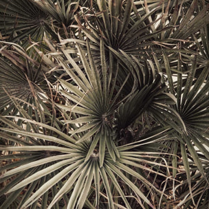 Tableau tropicana mood Tableau alu Dibond