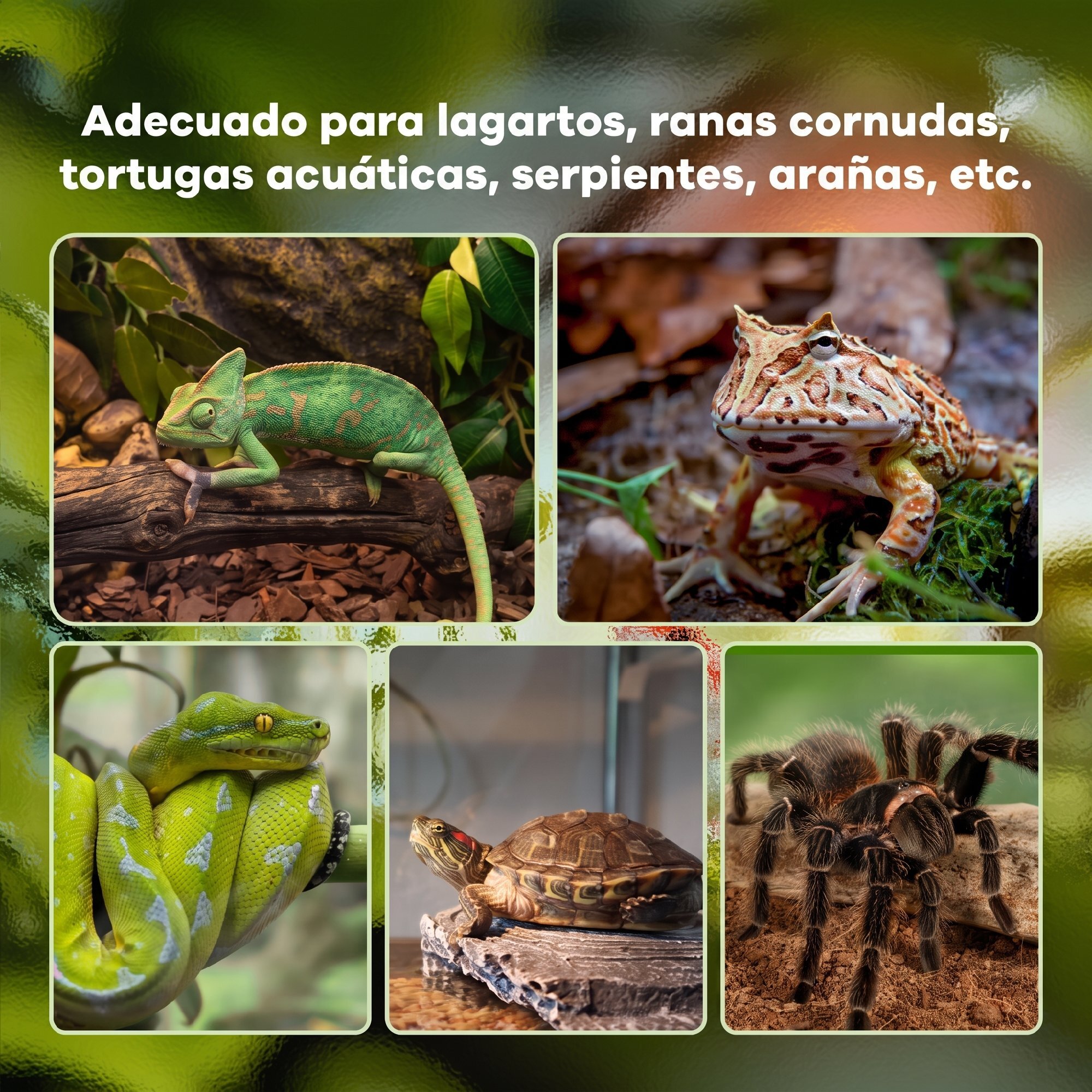 PawHut Terrario para Reptiles de Vidrio Templado con Termómetro, Cuenco de Agua, Vista Completa, Ventilación, Terrario para Lagartos, Ranas Cornudas, Serpientes, Arañas, 50x30x25 cm, Negro