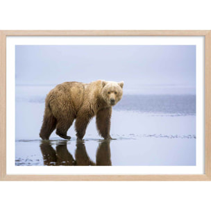 Affiche la marche de l'Ours Affiche + cadre en bois - Chêne