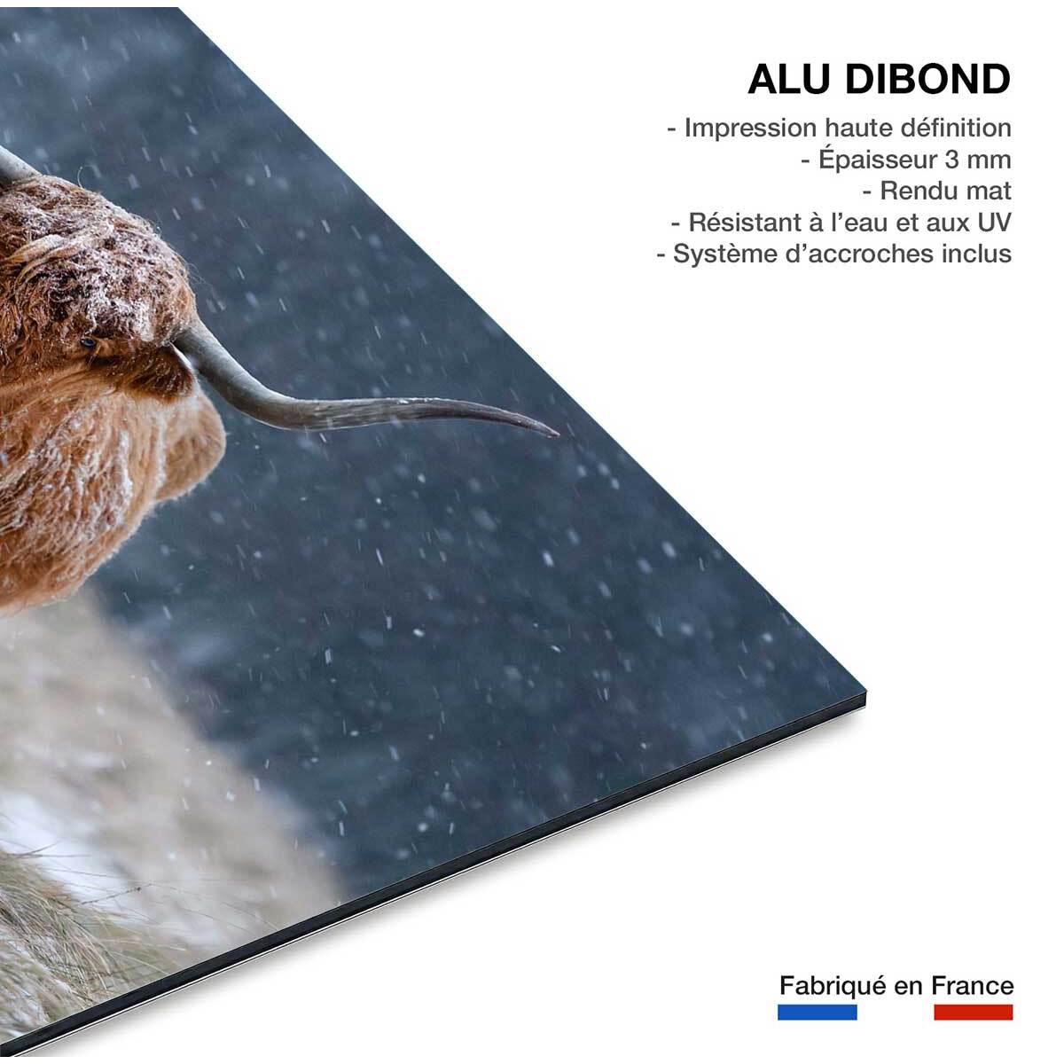 Tableau Vache Highland Tableau alu Dibond