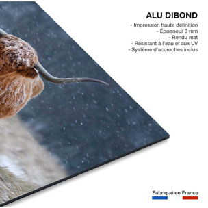 Tableau Vache Highland Tableau alu Dibond