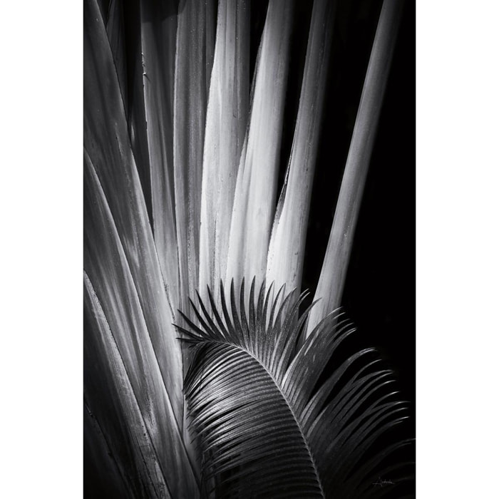 Tableau fleurs Marbella palm Toile imprimée