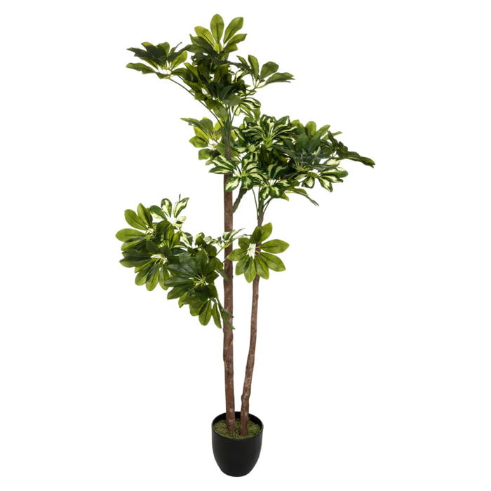 Schefflera artificiel H130 cm