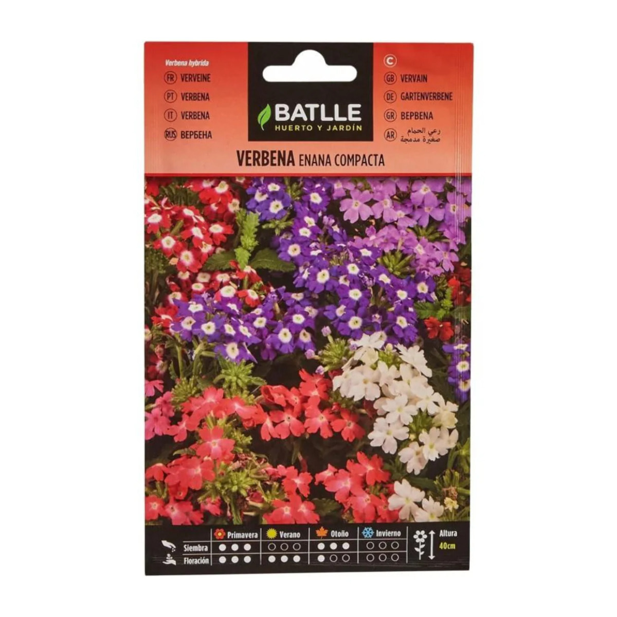 Semillas de Verbena enana compacta Batlle