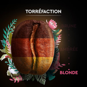 Carte Noire Grains Secret de Nature Congusta 1 KG