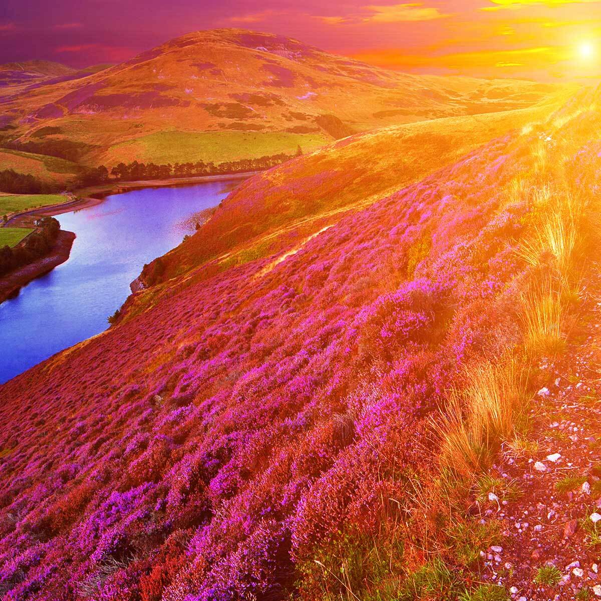 Affiche encadrée paysage de lande fleurie au coucher du soleil Affiche + cadre en métal - Noir