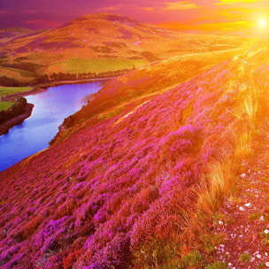 Affiche encadrée paysage de lande fleurie au coucher du soleil Affiche + cadre en métal - Noir