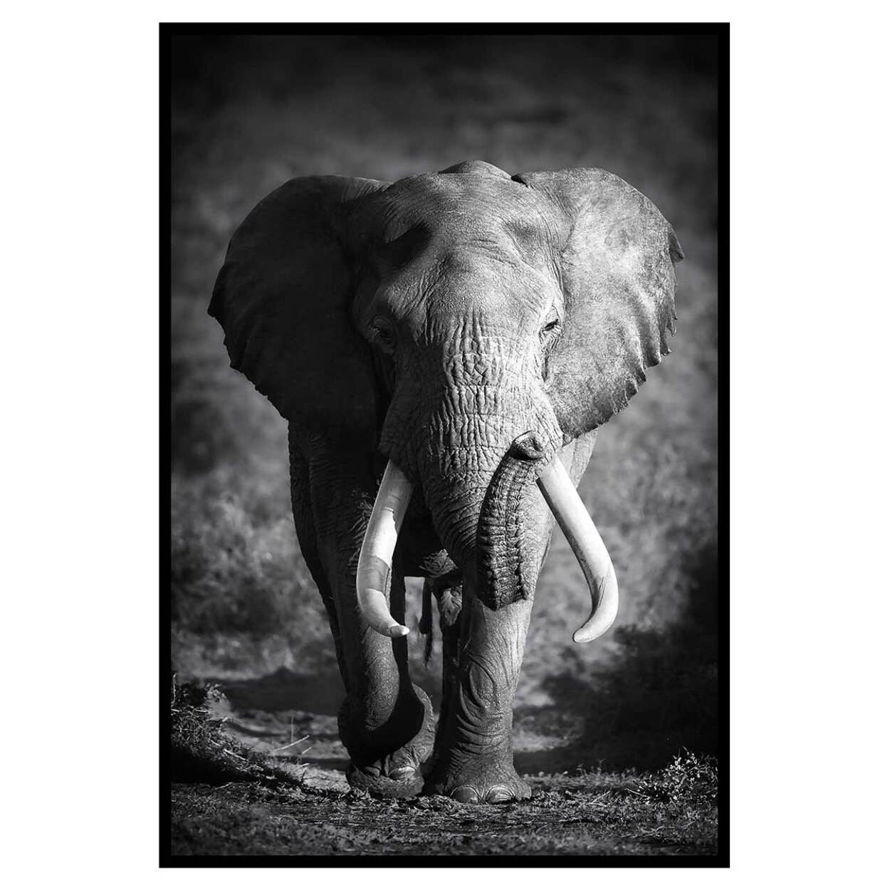 Affiche encadrée éléphant sauvage en noir et blanc Affiche + cadre en métal - Noir